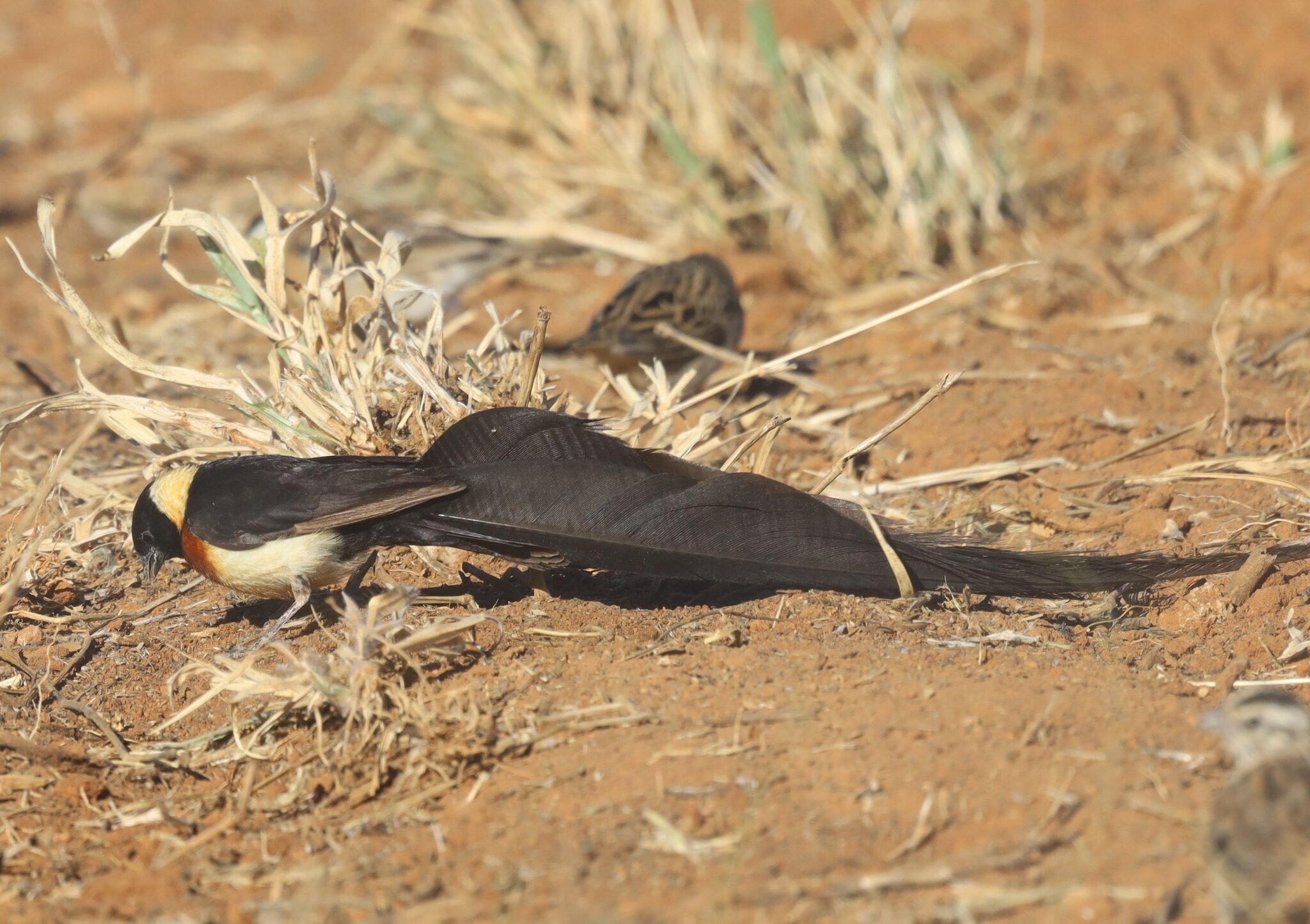 Long-tailed Paradise Whydah