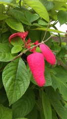 Mussaenda erythrophylla