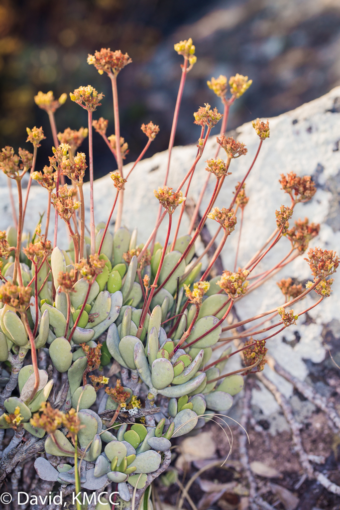 Kalanchoe integrifolia