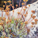 Kalanchoe integrifolia - Photo (c) David Rabehevitra, some rights reserved (CC BY-NC), uploaded by David Rabehevitra