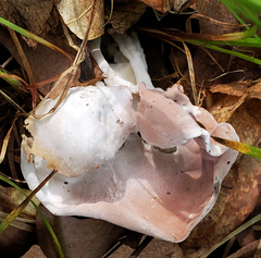 Hypomyces cervinigenus