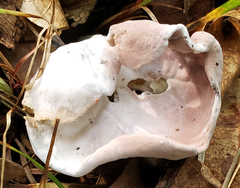 Hypomyces cervinigenus