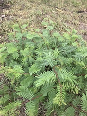Mimosa tenuiflora