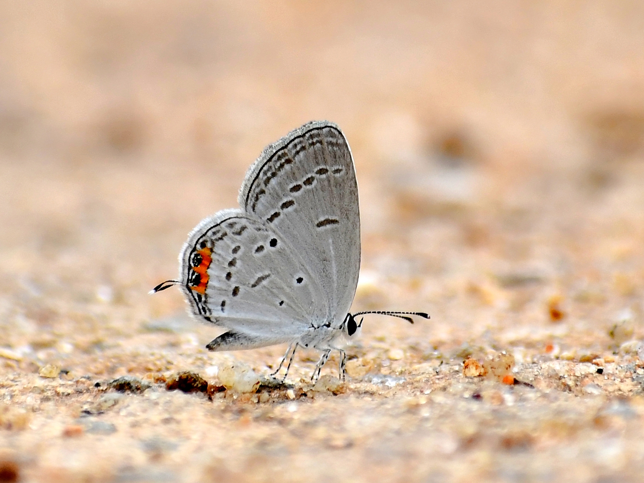 Orange-Crowned Cupid