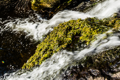 Hydrostachys imbricata