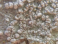 Lecanora caesiorubella