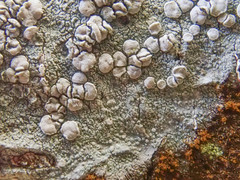 Lecanora caesiorubella