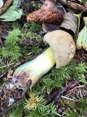 Caloboletus conifericola