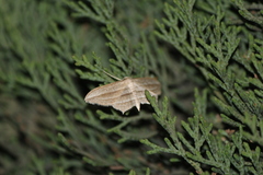 Arcobara multilineata