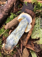 Caloboletus conifericola