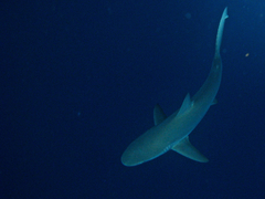 Carcharhinus galapagensis