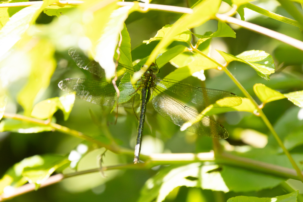 Cephalaeschna acanthifrons