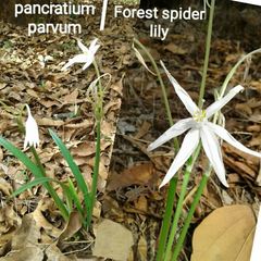 Pancratium parvum
