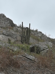 Haageocereus acranthus