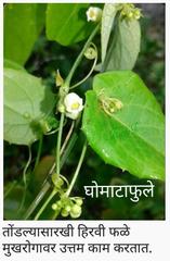 Solena amplexicaulis