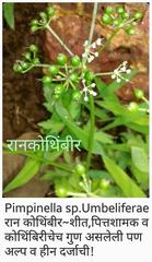 Pimpinella