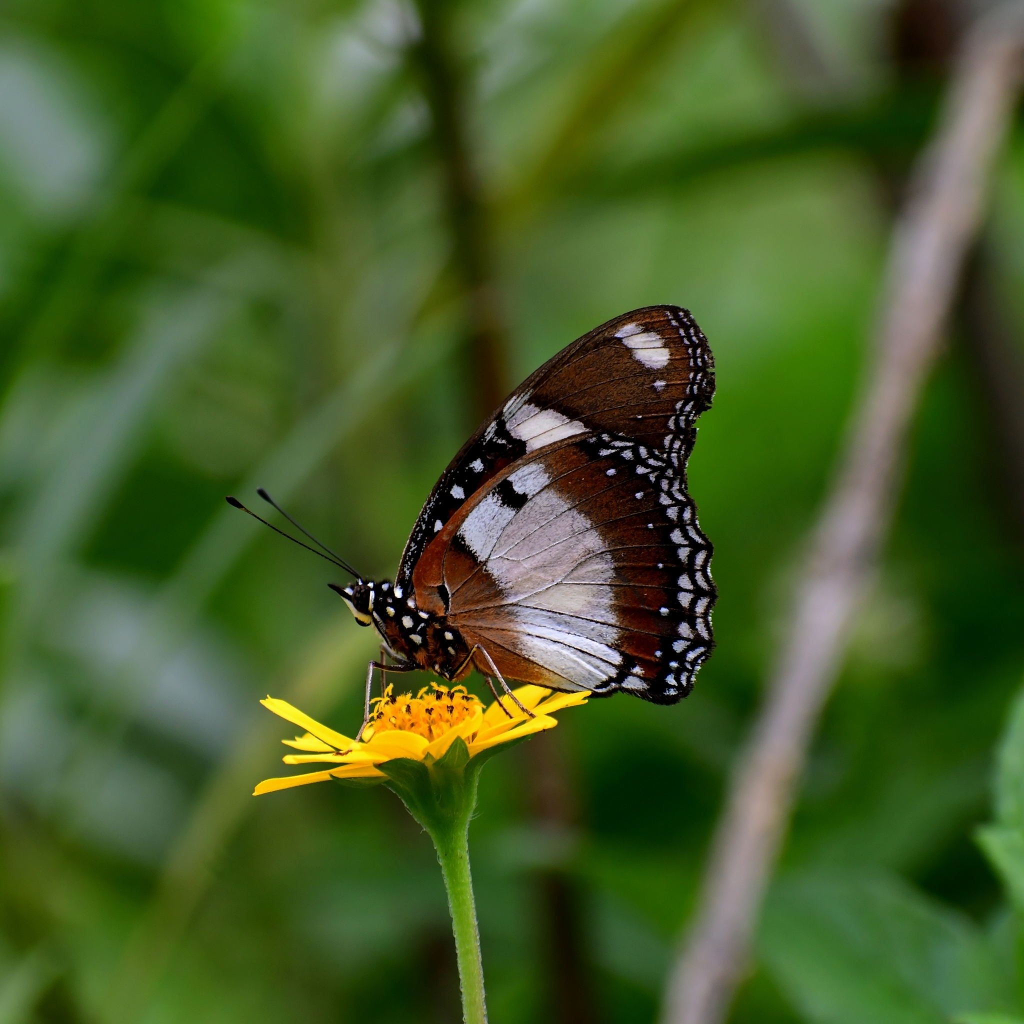Danaid Eggfly