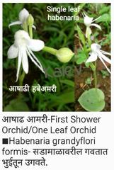 Habenaria grandifloriformis