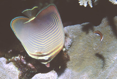 Chaetodon baronessa