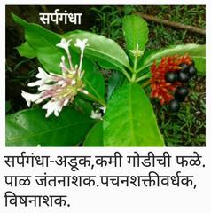 Rauvolfia serpentina