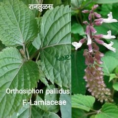 Orthosiphon pallidus