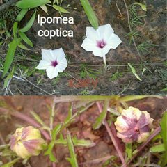 Ipomoea coptica