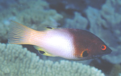 Bodianus axillaris