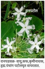 Trichosanthes cucumerina