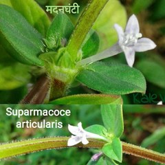 Spermacoce articularis