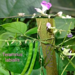 Teramnus labialis