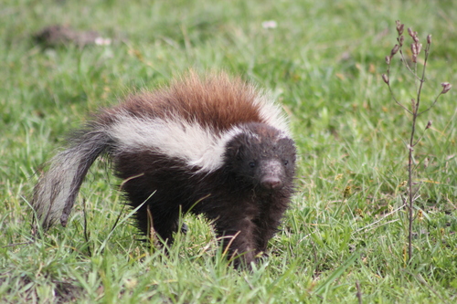 Molina's Hog-nosed Skunk