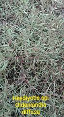 Scleromitrion diffusum