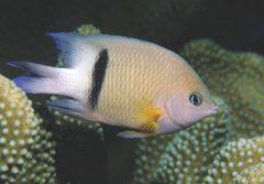 Plectroglyphidodon dickii