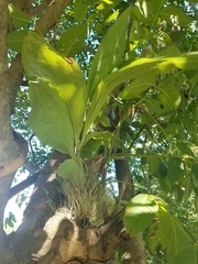 Catasetum