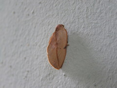 Maschane