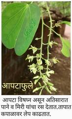 Bauhinia racemosa