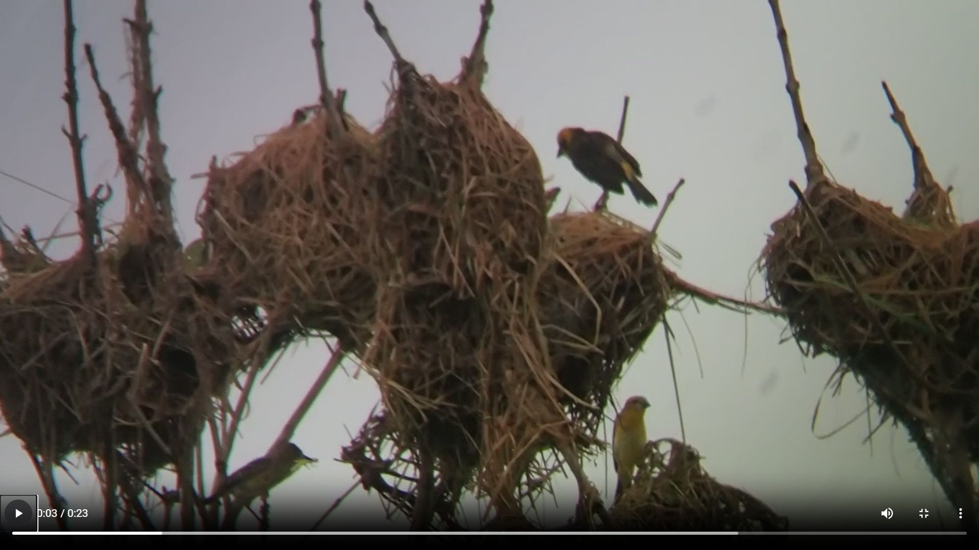 Finn's Weaver (Ploceus megarhynchus), photo 2