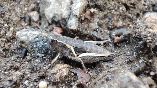 Common Maquis Grasshopper, 83680 La Garde-Freinet, France, photo 7 of 10