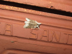 Hemipecteros albifera