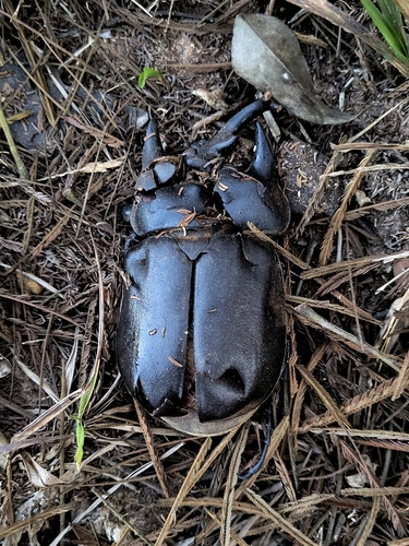 Megasoma fujitai