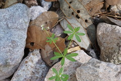 Galium mexicanum