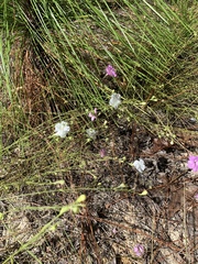 Agalinis setacea