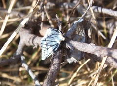 Neuromelia selectata