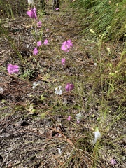 Agalinis setacea