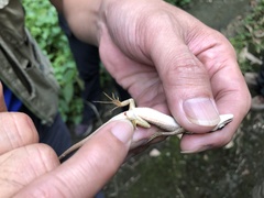 Takydromus formosanus