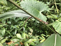 Takydromus formosanus