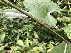 Takydromus formosanus