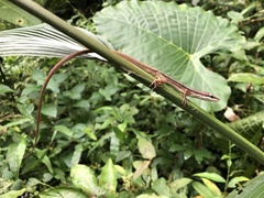 Takydromus formosanus