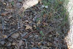Lampropeltis knoblochi