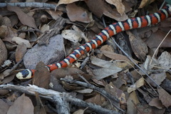 Lampropeltis knoblochi